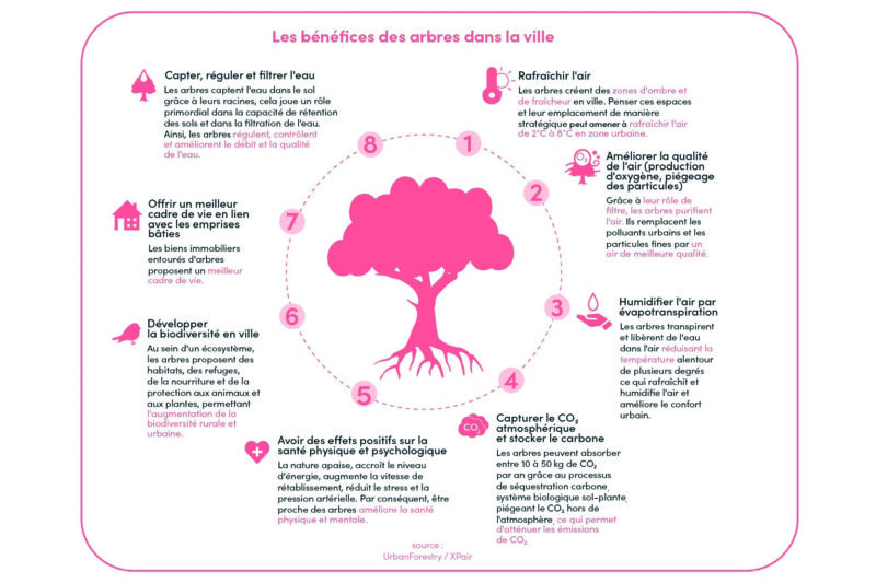 20240625-Arbres en ville-Détour